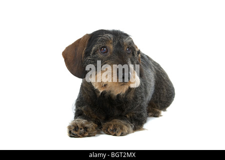 Closeup of cute wire-haired dachshund dog isolated on white background.
