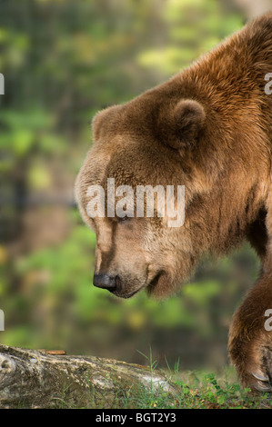 Kodiak bear at Silver Springs Florida Stock Photo
