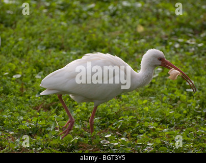 white ibis along banks of Silver Springs Florida Eudocimus albus Stock Photo