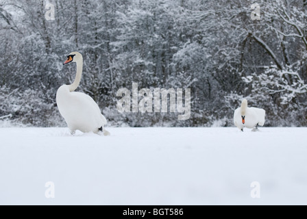 Mute swan (Cygnus olor) in winter, Reddish Vale Country Park, Cheshire, UK Stock Photo