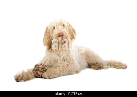 Closeup of cute Spinone Italiano dog, isolated on white background Stock Photo