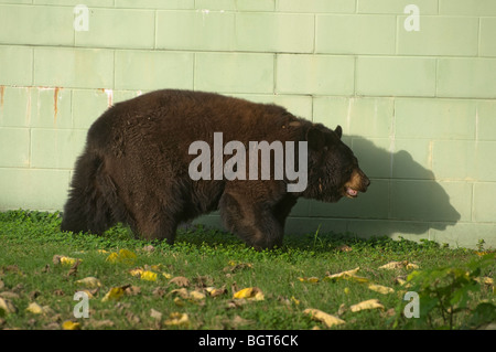 North American Black Bear Ursus Americanus in captivity Silver Springs Florida tourist tourism attraction Stock Photo