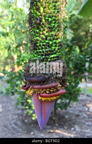 Banana flower and bananas beginning to bud. Stock Photo