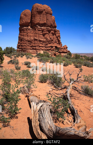 Old fallen log in foreground of Ham Rock near the Windows section of Arches National Park, Utah, USA. Stock Photo