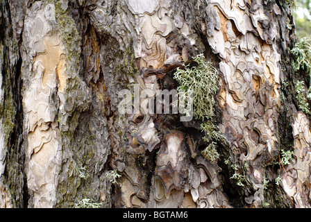 Old pine tree bark. Troodos,Cyprus, Stock Photo