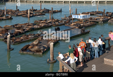 California San Francisco Fisherman's Wharf Pier 39 visitors view California Sea Lions Zalophus californianus Stock Photo