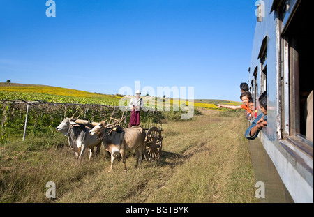 Train and ox cart. Train Shwenyaung-Thazi. Myanmar Stock Photo