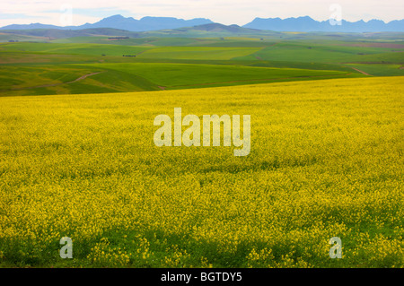 Distant view of Canola (Rapeseed) fields, Overberg Region, Western Cape , South Africa Stock Photo