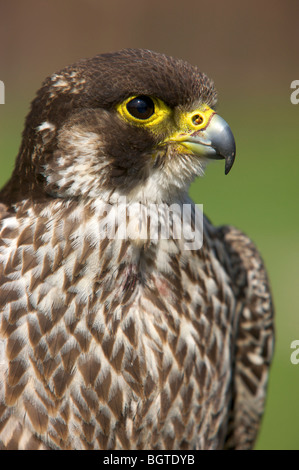 Portrait of a juvenile Peregrine Falcon (Falco peregrinus), Western Cape , South Africa Stock Photo