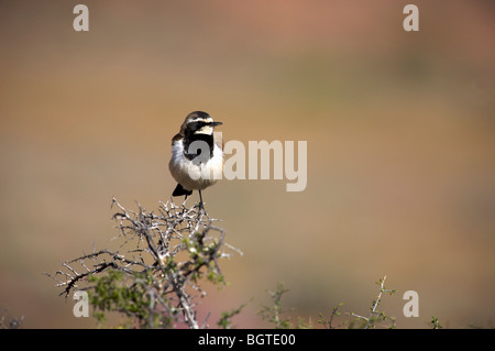 Capped Wheatear (Oenanthe pileata) sitting on a branch, Namaqualand, Northern Cape , South Africa Stock Photo