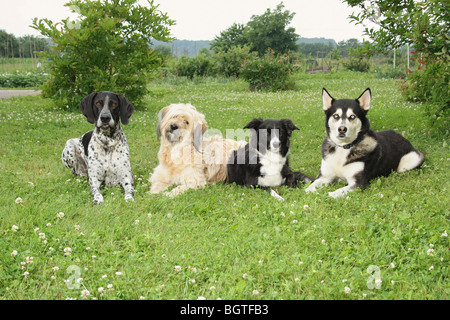 four dogs - lying on meadow Stock Photo