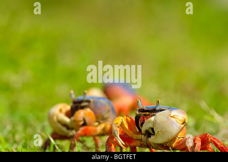 Rainbow crabs (Cardisoma armatum) line the river bank near Carara National Park. Stock Photo