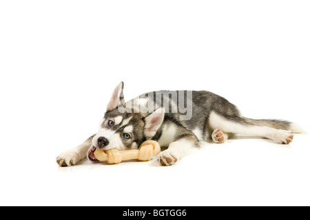 Puppy with his bone Stock Photo