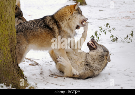 Grey Wolf (Canis lupus), two individuals fighting in snow Stock Photo