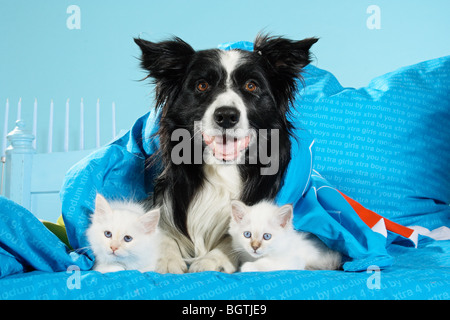 animal friendship: Border Collie dog and two Sacred Cat of Burma kittens on a bed Stock Photo