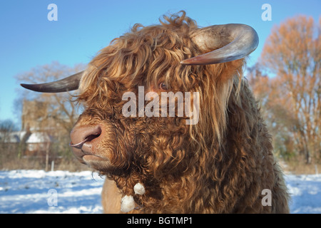 Highland Cattle Bos taurus at in grazing meadow at Cley Norfolk in snow Stock Photo