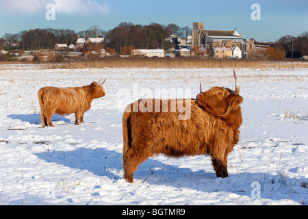 Highland Cattle Bos taurus at in grazing meadow at Cley Norfolk in snow Stock Photo