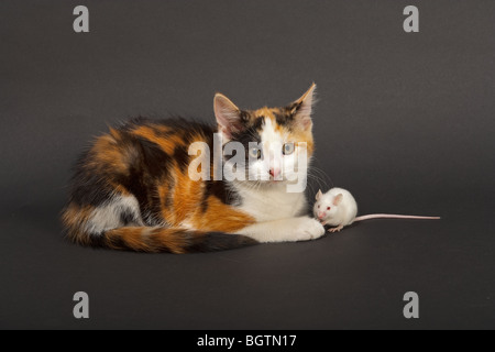Tortoiseshell Kitten Playing with White Mouse Stock Photo