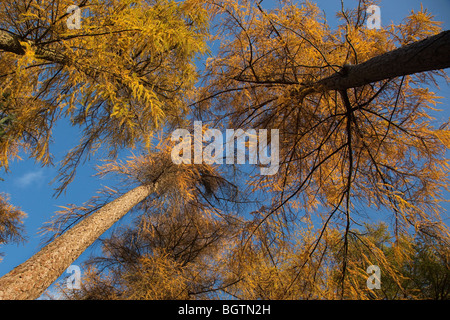 Upward view of Larch Larix decidua in Autumn Colour Stock Photo