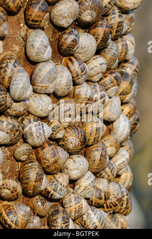 Common garden snails, helix aspersa, large group hibernating on Sycamore tree, Norfolk Uk December Stock Photo