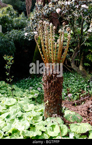 DICKSONIA FIBROSA. GOLDEN TREE FERN Stock Photo