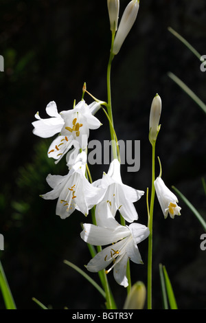 St. Bruno's Lily (Paradisea liliastrum) flowering. Pyrénées-Orientales, France. Stock Photo