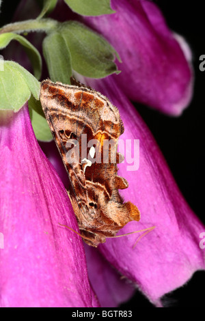 Beautiful Golden Y moth (Autographa pulchrina). Powys, Wales. Stock Photo