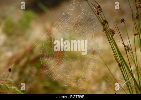 Web of female Garden or Cross Spider (Araneus diadematus). Powys, Wales, UK. Stock Photo