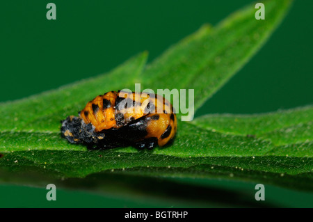 7-spot Ladybird (Coccinella 7-punctata) pupa on leaf, Oxfordshire, UK. Stock Photo
