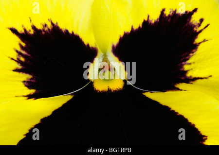 Yellow Viola or Pansy flower, close-up, Oxfordshire, UK. Stock Photo