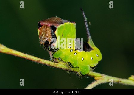 Puss Moth (Cerura vinula) caterpillar resting on leaf stalk, Oxfordshire, UK. Stock Photo