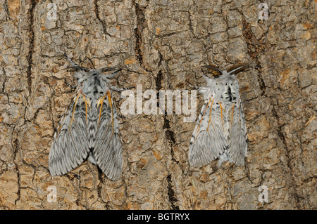 Puss Moth (Cerura vinula) pair resting on tree trunk, Oxfordshire, UK. Stock Photo
