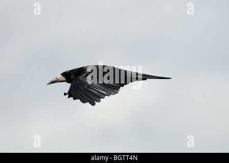 Rook (Corvus frugilegus) in flight, Oxfordshire, UK. Stock Photo