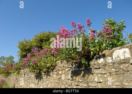 Red Valerian (Centranthus ruber) growing in old stone wall, Dorset, UK. Stock Photo