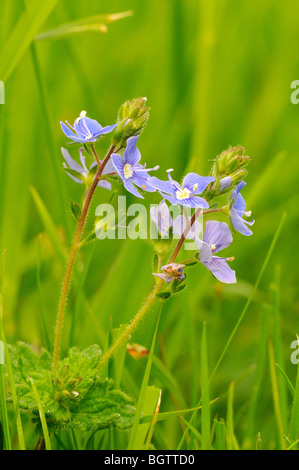 Common Field Speedwell (Veronica persica) growing in meadow, Oxfordshire, UK. Stock Photo