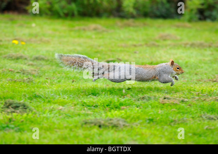 Eastern Grey Squirrel (Sciurus carolinensis) in mid-air, running across grass, Oxfordshire, UK. Stock Photo