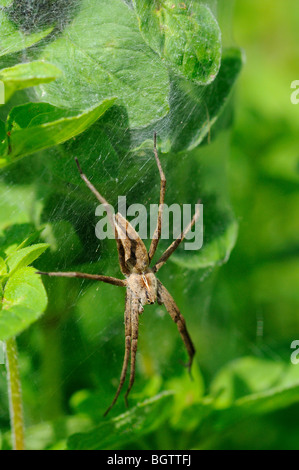 Wolf Spider (Pisaura mirabilis) with nursery web on wild marjoram plant, Oxfordshire, UK.