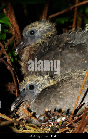 Woodpigeon (Columba palumbus) close-up of two chicks in the nest, Oxfordshire, UK. Stock Photo