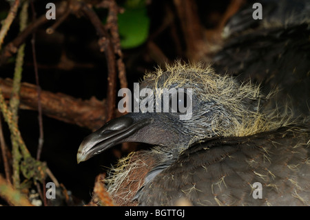 Woodpigeon (Columba palumbus) close-up of chick on nest, Oxfordshire, UK. Stock Photo