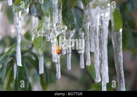 Icicles on a hardy Pyracantha shrub Stock Photo