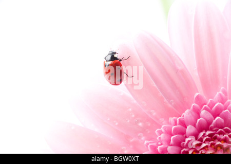 gerbera flower and ladybug Stock Photo