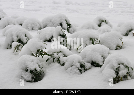 Wallflower plants covered in snow, UK Stock Photo