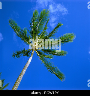 Palm tree Stock Photo