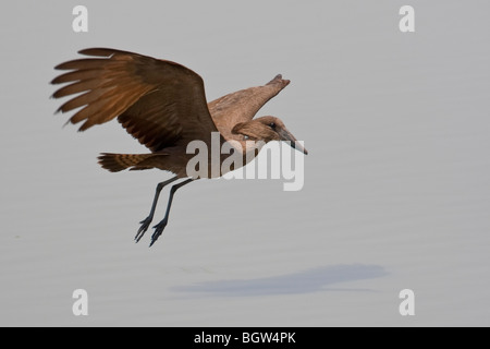 Hammerkop in flight of a waterhole. The photo was taken in Zimbabwe's Hwange national park. Stock Photo