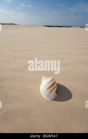 Big shell on sand