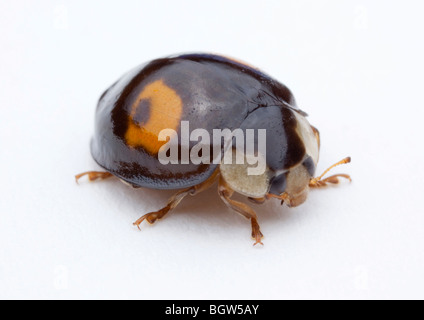 Chilocorus stigma twice-stabbed lady beetle / ladybird