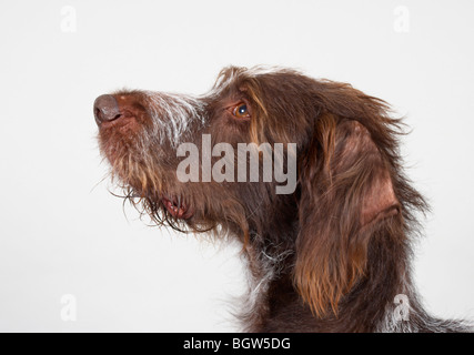 Dilbert the German Wirehaired Pointer Stock Photo