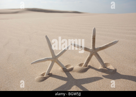 Two starfish on sand Stock Photo