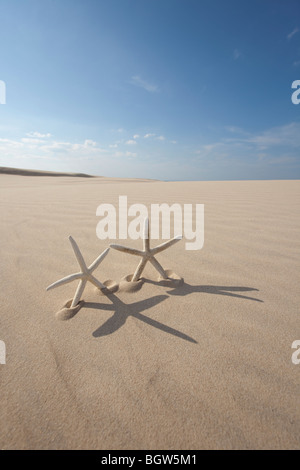 Two starfish on sand Stock Photo