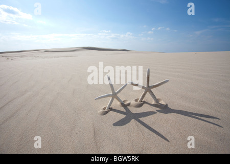 Two starfish on sand Stock Photo